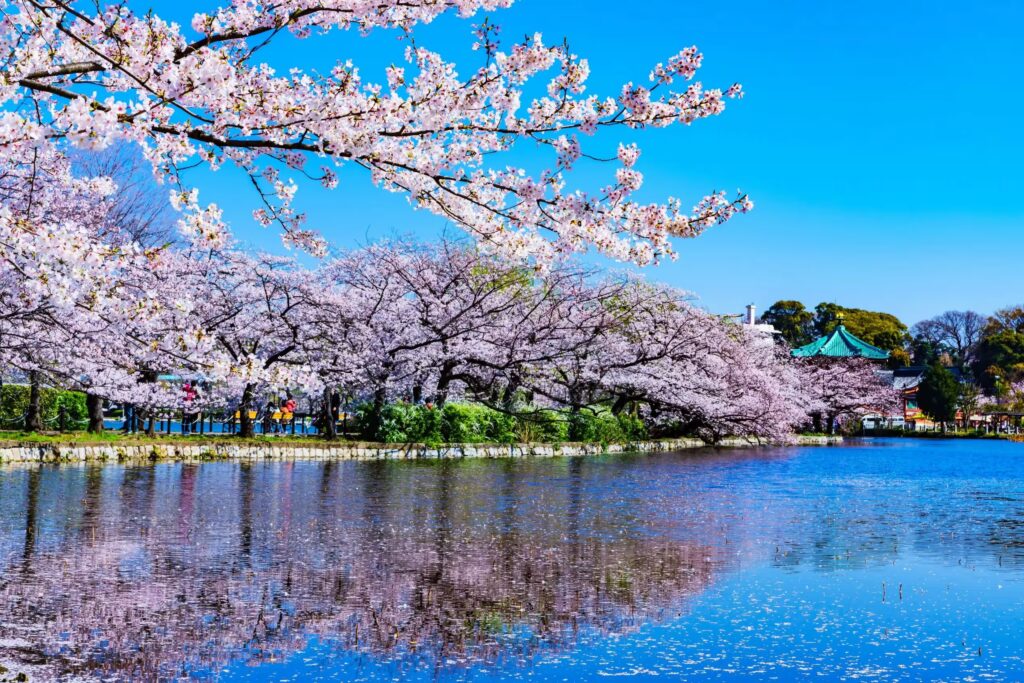 Stay in Tokyo Cheap: 2025's 5 Expert-Approved Tips 6 Ueno park
