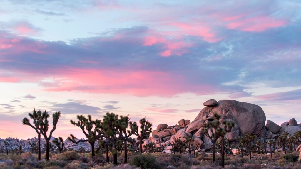 Joshua Tree One Day Itinerary: 7 Insider Sights 2025 4 Cap Rock