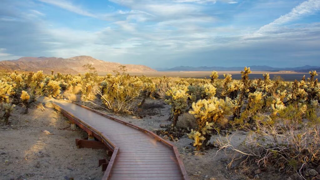 Joshua Tree One Day Itinerary: 7 Insider Sights 2025 8 Cholla Cactus Garden