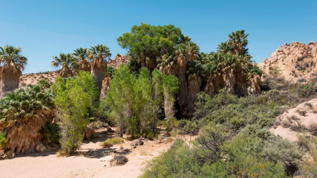 Joshua Tree One Day Itinerary: 7 Insider Sights 2025 6 Cottonwood