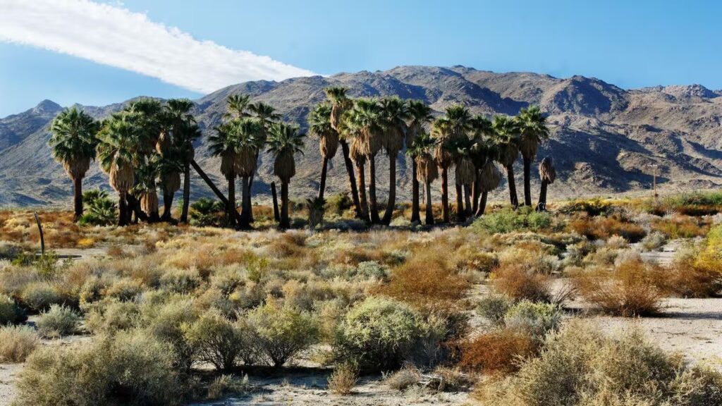 Joshua Tree One Day Itinerary: 7 Insider Sights 2025 15 Twentynine Palms