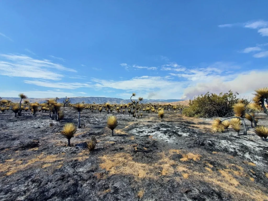 Things To Do In Joshua Tree: Park & Town Guide (2025) 9 joshua tree extreme heat