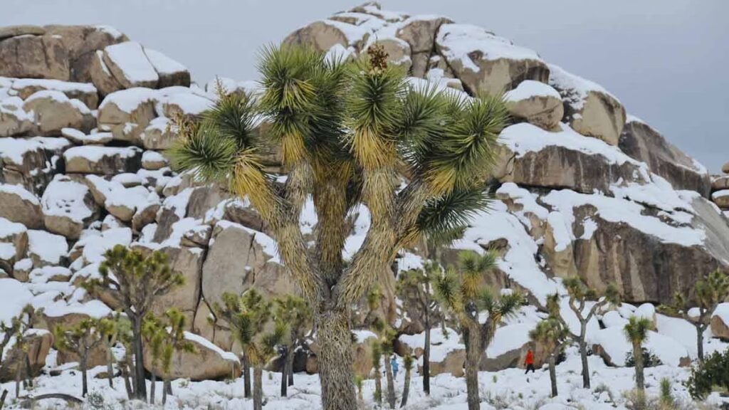 Joshua Tree One Day Itinerary: 7 Insider Sights 2025 5 snow in Joshua Tree