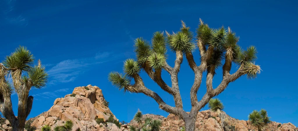 Things To Do In Joshua Tree: Park & Town Guide (2025) 2 things to do in joshua tree 1